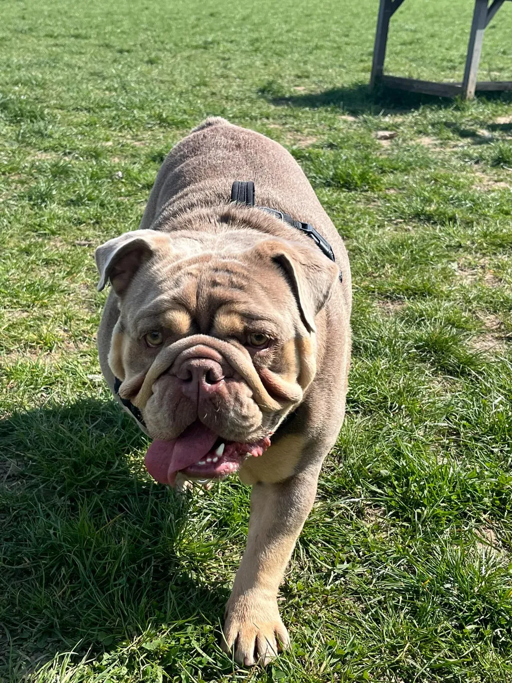 A rescue bulldog walking through a sunny grassy field